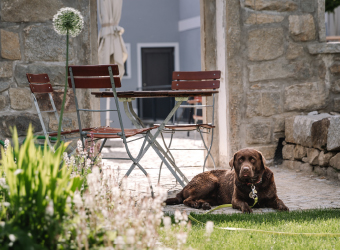 Hund im Biergarten